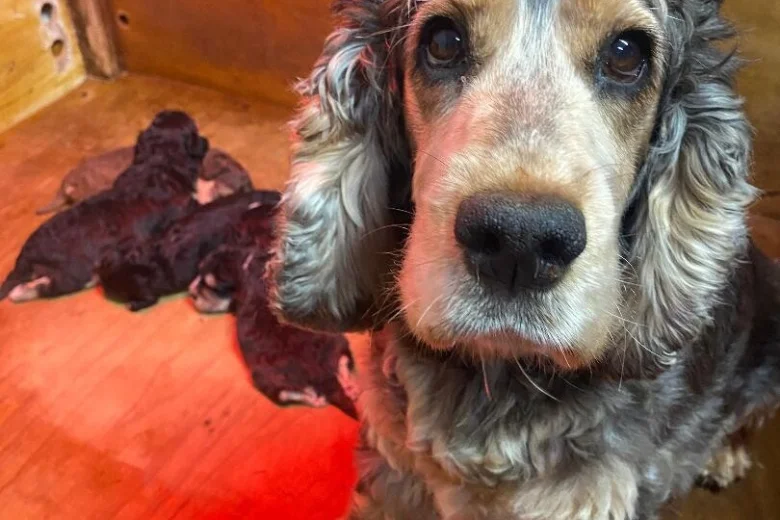 Cockapoo