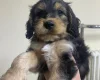 Cockapoo