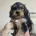 Cockapoo