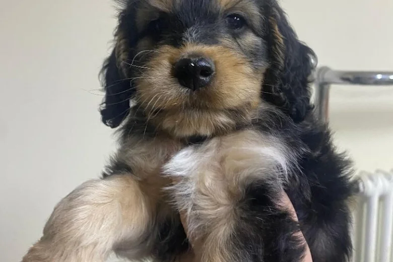 Cockapoo