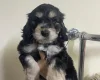Cockapoo