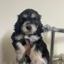 Cockapoo