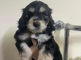 Cockapoo