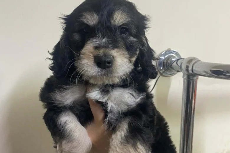 Cockapoo