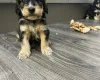 Cockapoo