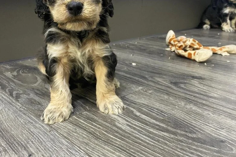 Cockapoo