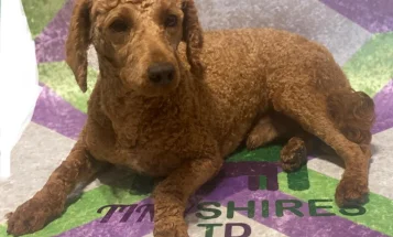 Cockapoo