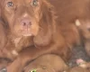 Cockapoo