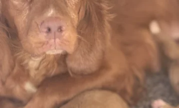 Cockapoo