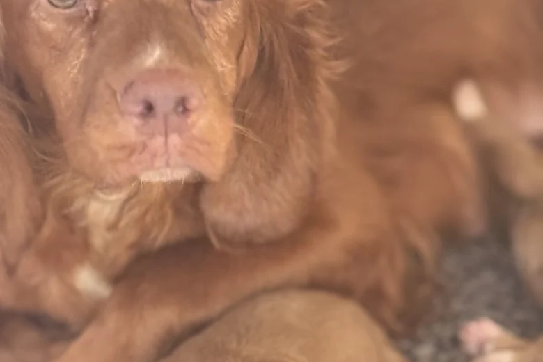 Cockapoo