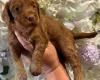 Cockapoo