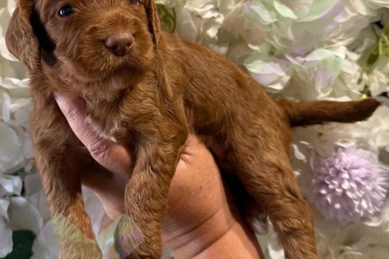 Cockapoo