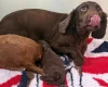 Cockapoo