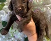 Cockapoo