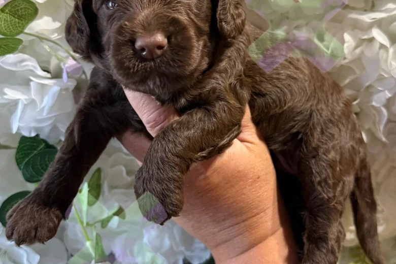 Cockapoo