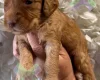 Cockapoo