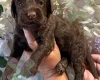 Cockapoo