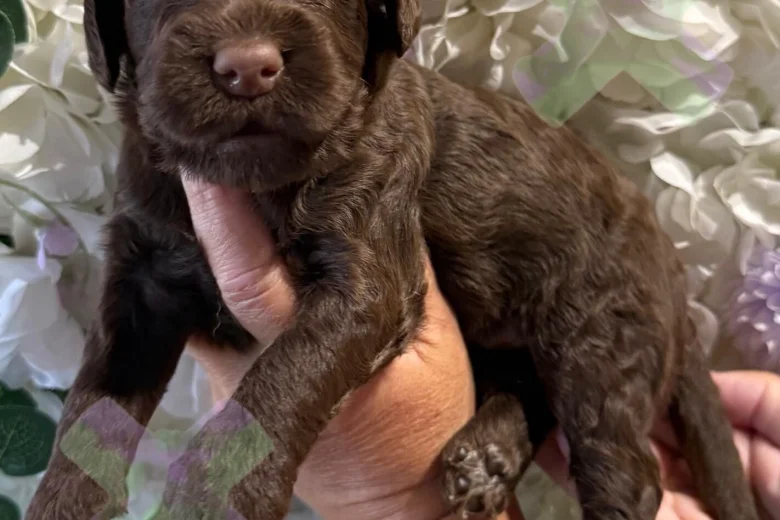 Cockapoo