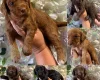 Cockapoo