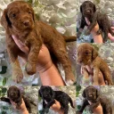 Cockapoo