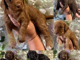 Cockapoo
