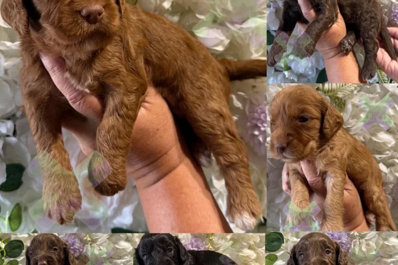 Cockapoo