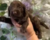 Cockapoo