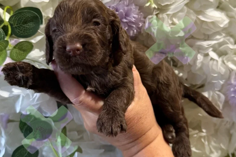 Cockapoo