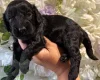 Cockapoo