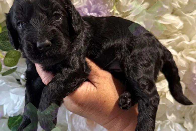 Cockapoo