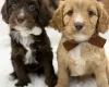 Cavapoo