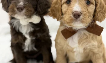 Cavapoo