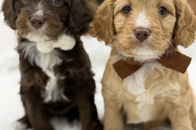 Cavapoo