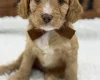 Cavapoo