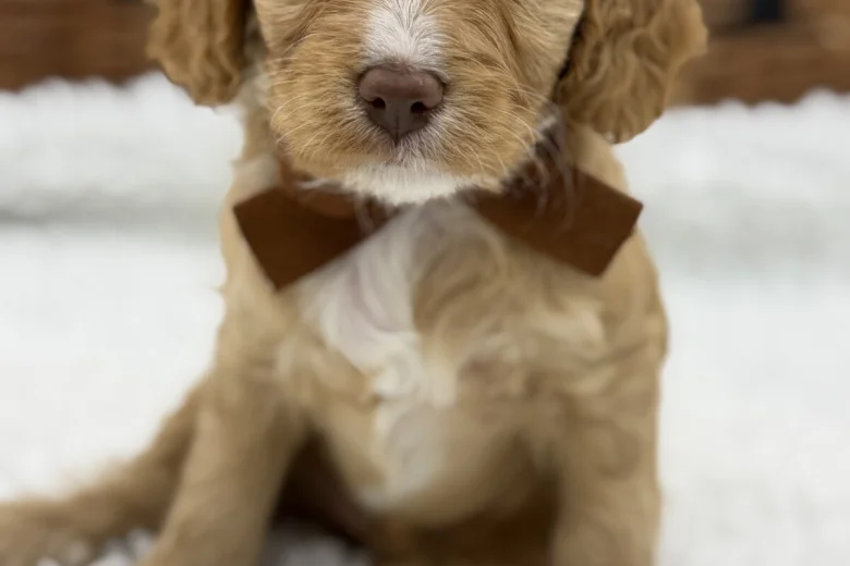 Cavapoo