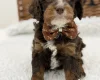 Cavapoo