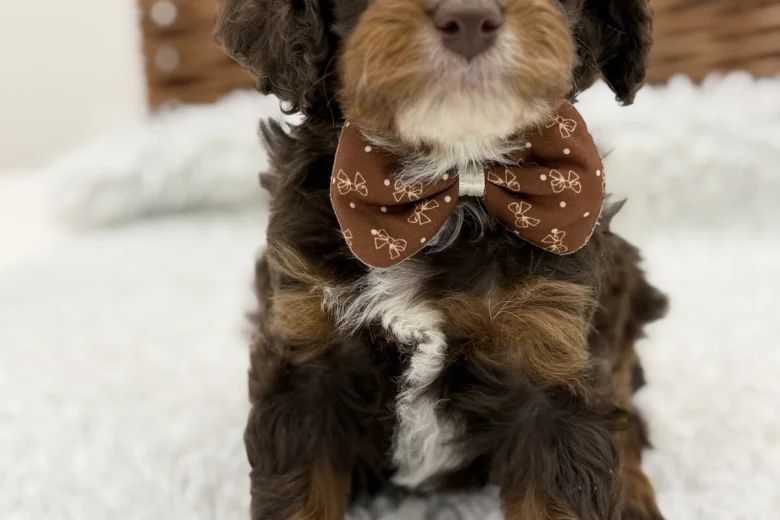 Cavapoo