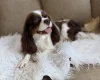 Cavapoo