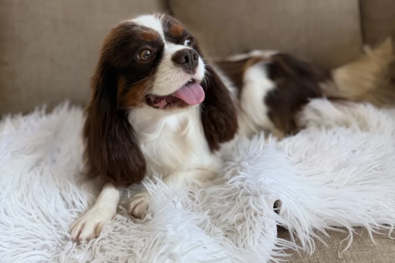 Cavapoo