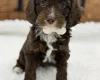 Cavapoo