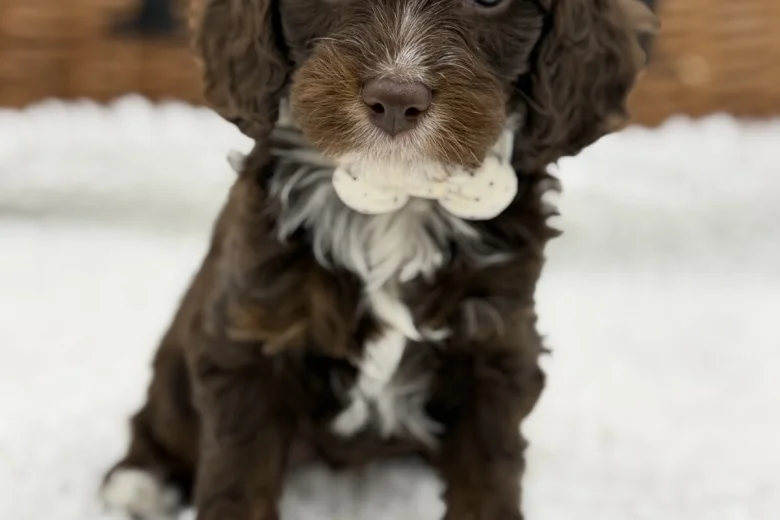 Cavapoo
