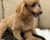 Cavapoo