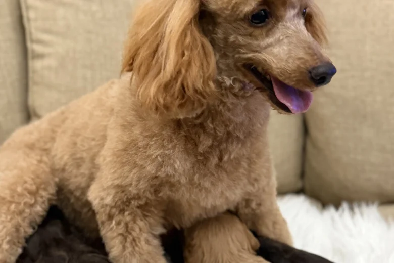 Cavapoo