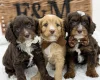 Cavapoo