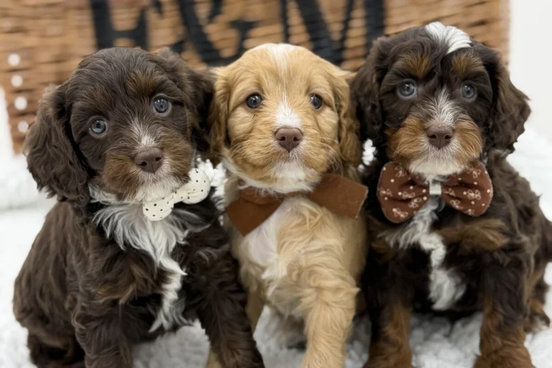 Cavapoo