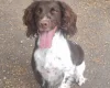 Sproodle