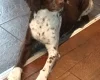 Sproodle