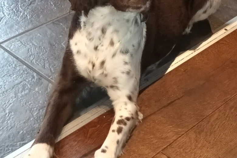Sproodle