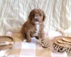 Cavapoo