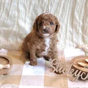 Cavapoo